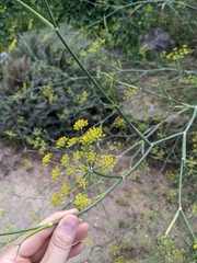 Foeniculum vulgare