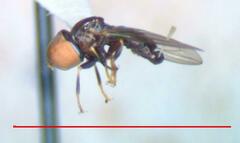 Tomosvaryella lynchi