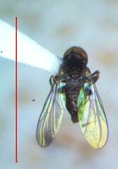 Tomosvaryella lynchi