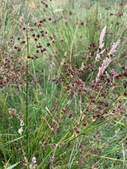 Juncus acutiflorus