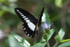 Papilio echerioides