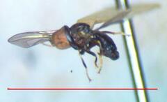 Tomosvaryella lynchi