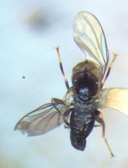 Tomosvaryella lynchi