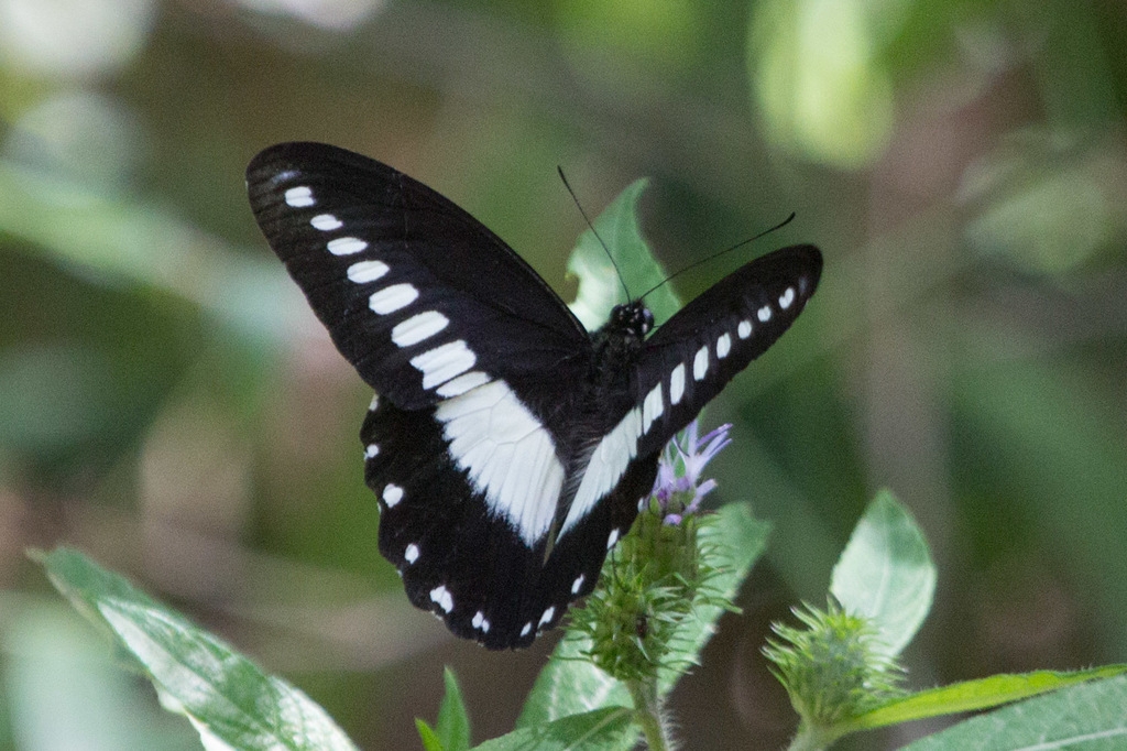 White-banded Swallowtail