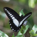 Papilio echerioides - Photo (c) avocat, algunos derechos reservados (CC BY-NC)
