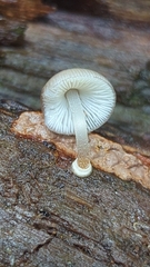 Mycena margarita