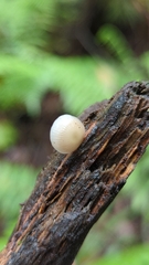 Mycena margarita
