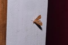 Uthinia albisignalis