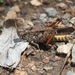 Heteropternis couloniana - Photo (c) avocat, some rights reserved (CC BY-NC), uploaded by avocat