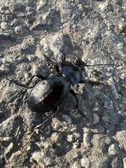 Carabus scheidleri