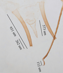 Uroleucon erigeronense