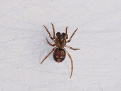 Phycosoma oecobioides