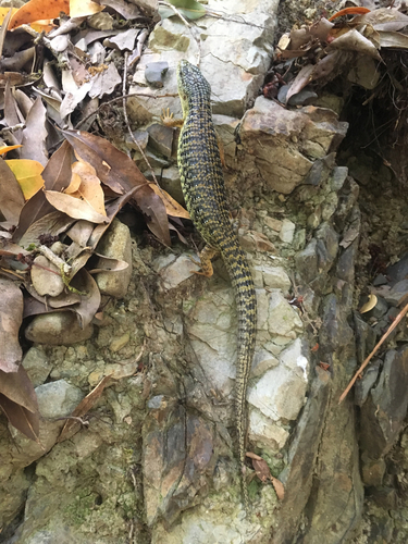 iNaturalist observation photo of Northern Alligator Lizard