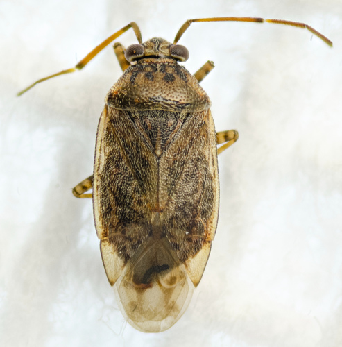 Lygus bradleyi