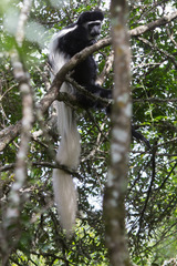 Colobus caudatus