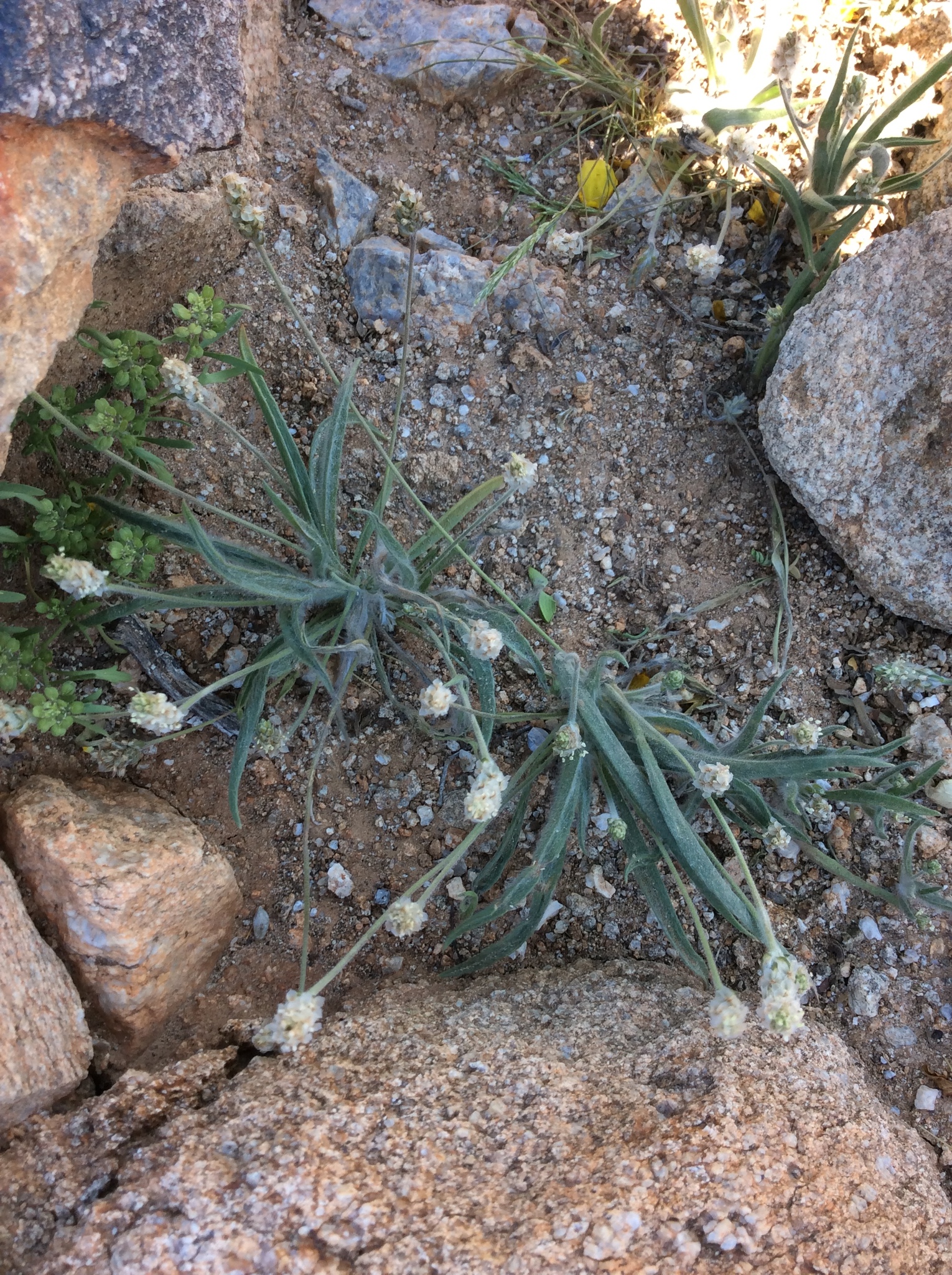 Plantago ovata: Herkunft und Verwendung — foto 2