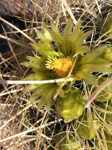 Barrel Cactus Shortface photo 3