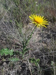 Berkheya decurrens
