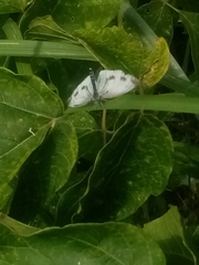 Pieris napi