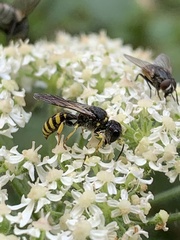 Ectemnius lituratus