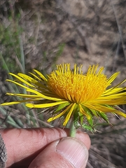 Berkheya decurrens