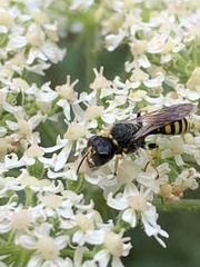 Ectemnius lituratus