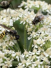 Ectemnius lituratus