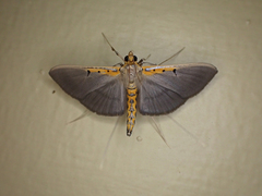 Filodes costivitralis