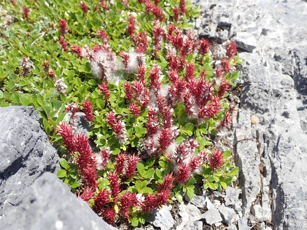 Myrtosalix