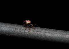 Phycosoma oecobioides