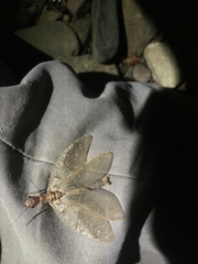 Orohermes crepusculus