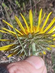 Berkheya decurrens
