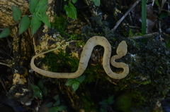 Bothriechis guifarroi