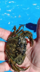 Carcinus maenas