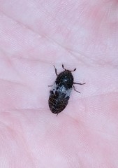 Dermestes marmoratus