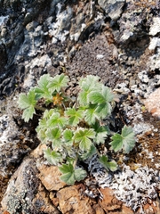 Potentilla × villosula