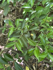 Eugenia biflora