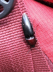 Parallelostethus attenuatus