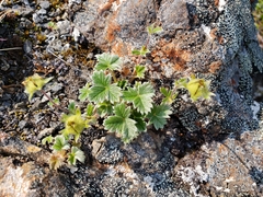 Potentilla × villosula