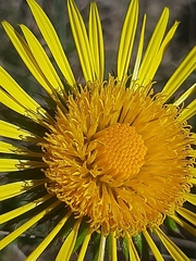 Berkheya decurrens