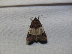Hampsonodes naevia