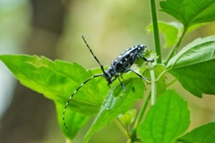 Anoplophora macularia