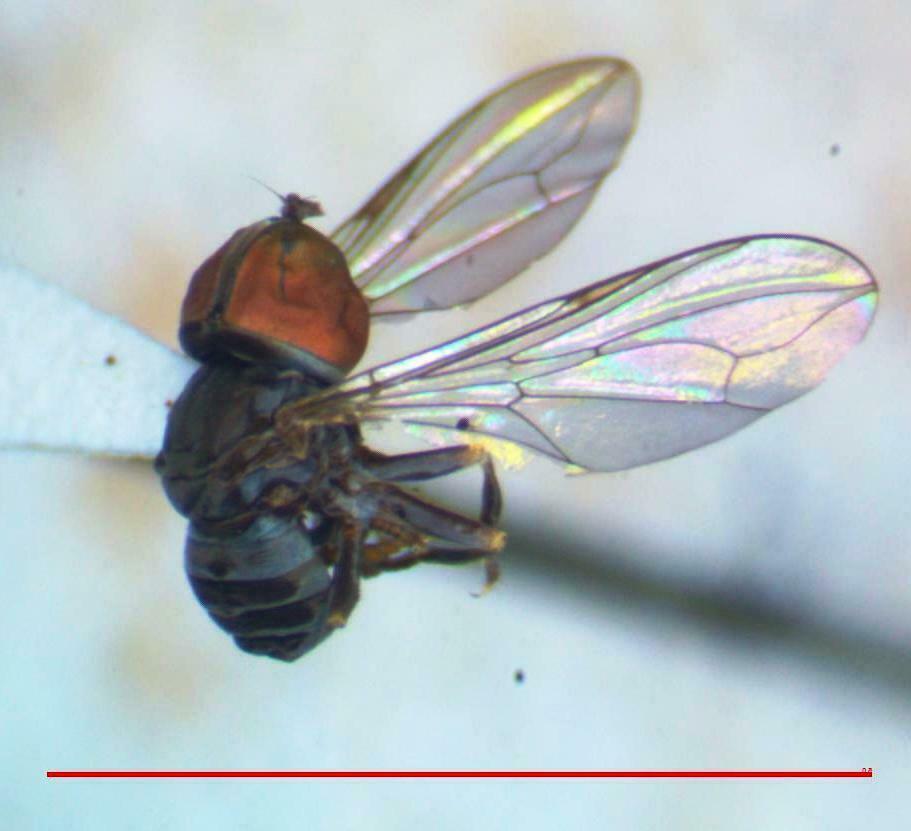 Dasydorylas cinctus