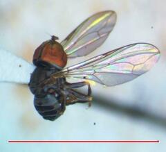 Dasydorylas cinctus