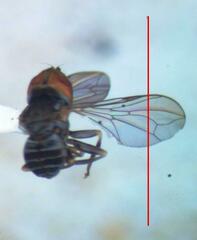 Dasydorylas cinctus