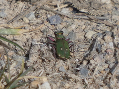 Cicindela