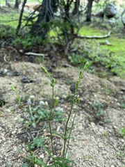 Silene invisa