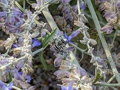 Anthophorini