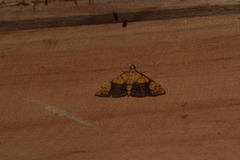 Pleuroptya characteristica