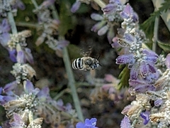 Anthophorini